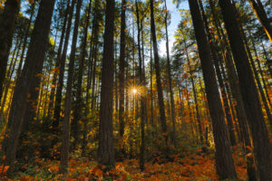 Sun rays coming through trees in the forest