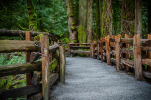 Walkway through cedar forest