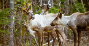 Cariboo in the forest