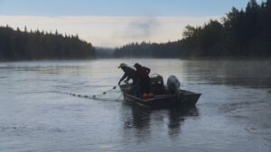 Two people pulling up a fishing net on the Nechako River