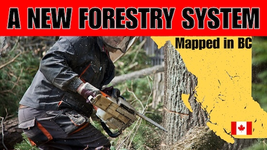 A forester using a chainsaw to cut down a tree