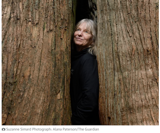 Suzanne Simard standing between two large tree trunks