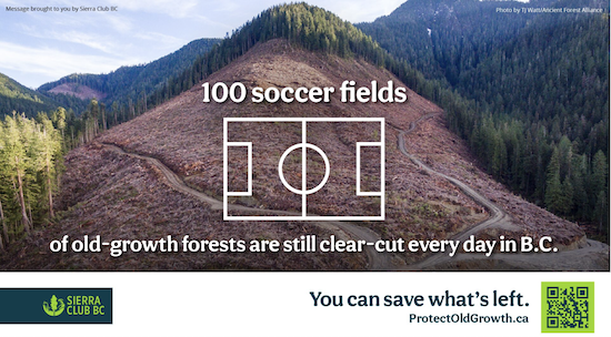 A clear cut the size of 100 soccer fields