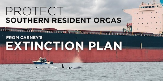 Protect Orcas - a large shipping container ship