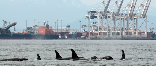 Orca's swimming in front of oil tankers