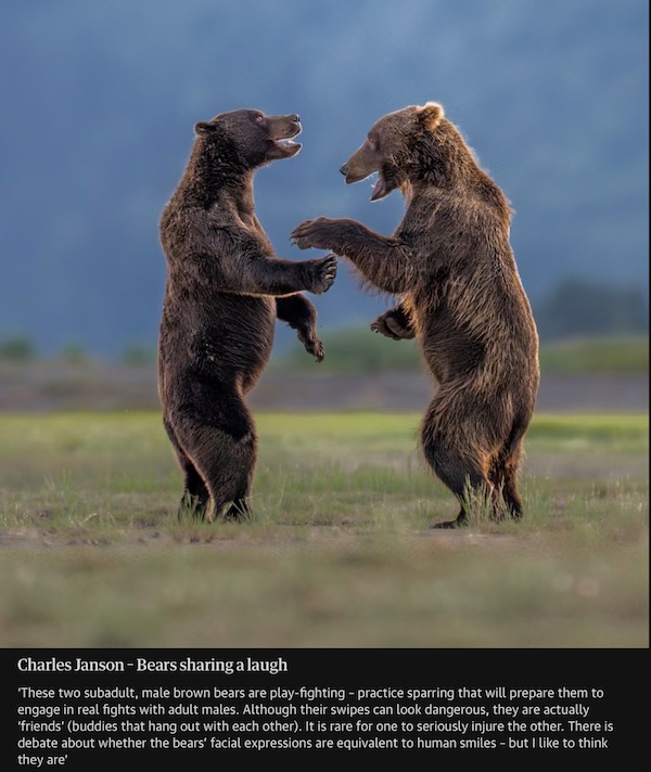 Two young bears play fighting