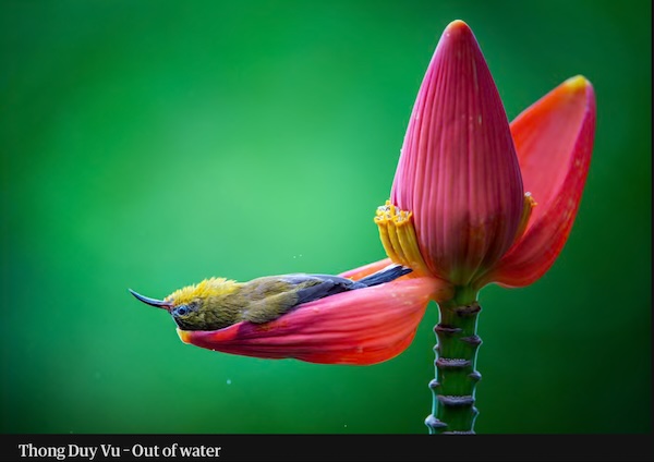 Hummingbird lying in a flower petal