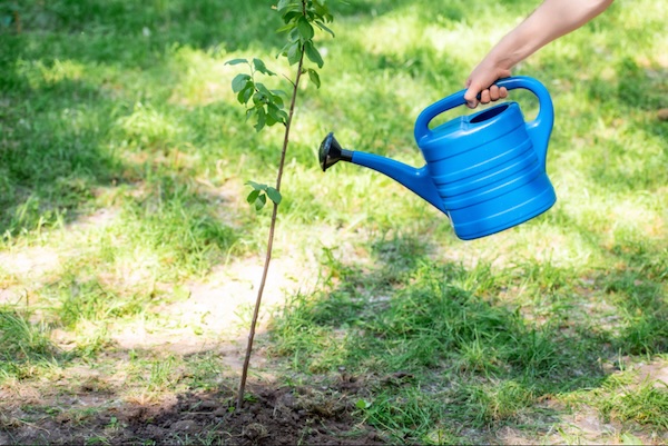 Small blue watering can watering a tree sprig